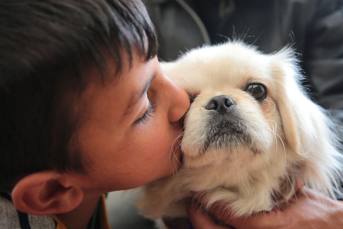 Les chiens, bien plus que des compagnons : un soutien inestimable pour la santé mentale des jeunes