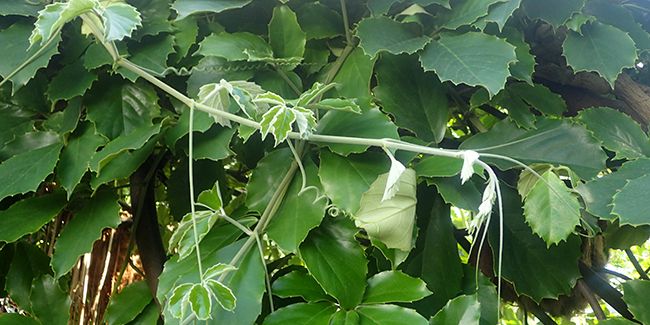 La vigne marronnier : une liane d'intérieur prometteuse