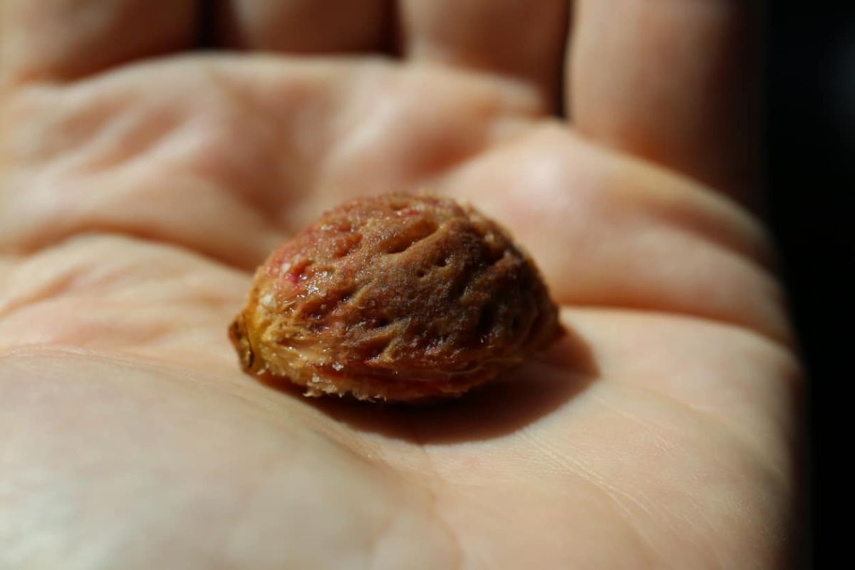 Transformez un noyau en pêcher : le guide pas à pas