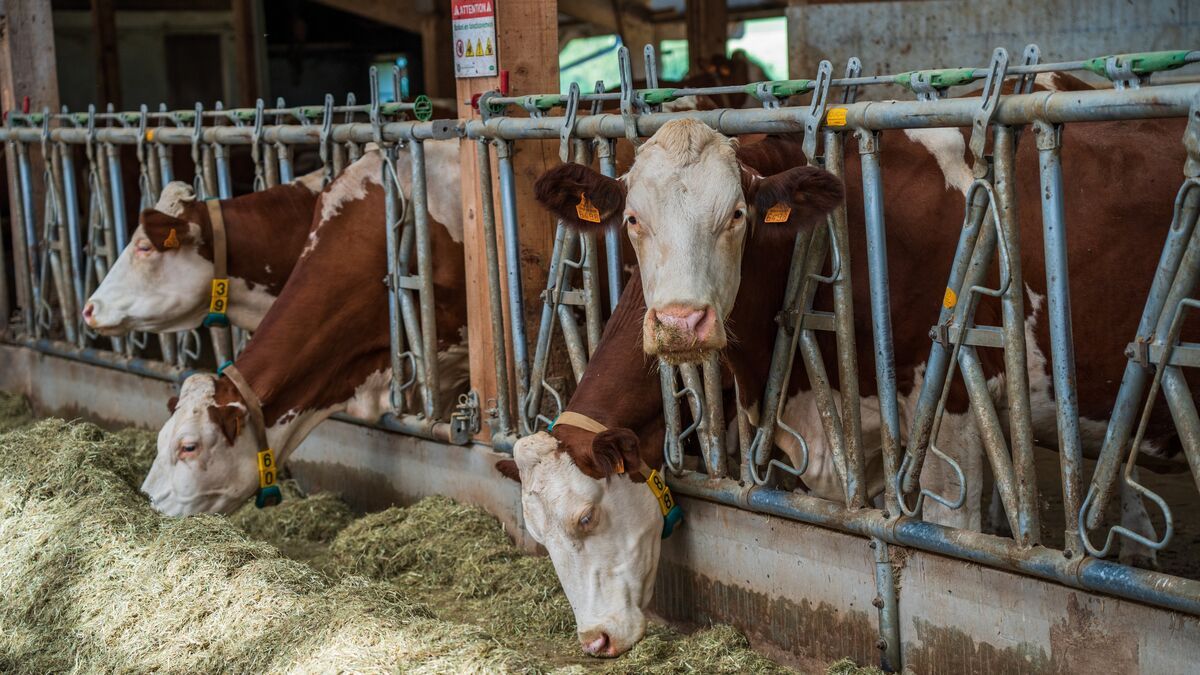 Sur le front de la dermatose nodulaire : les agriculteurs mobilisés pour sauver leur cheptel