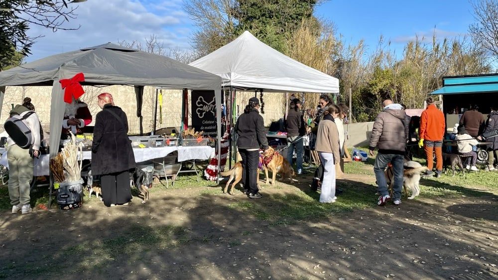 Un Noël canin enchanté sur Dog Island : vivez la magie du marché