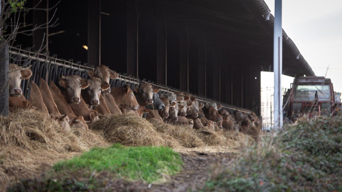Agriculteurs en colère face à la dermatose contagieuse : appel à un protocole alternatif