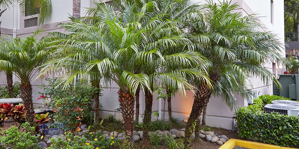 Découvrez le faux dattier : une plante d'intérieur au charme méditerranéen