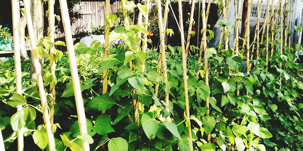 Créer un potager vertical : une tendance à adopter