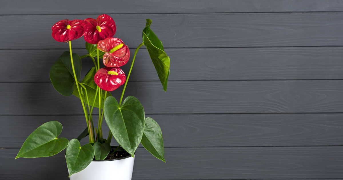 Les secrets d'un anthorium toujours fleuri