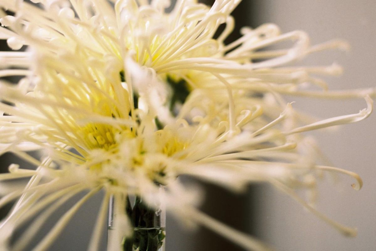 Le chrysanthème : une fleur aux mille vertus