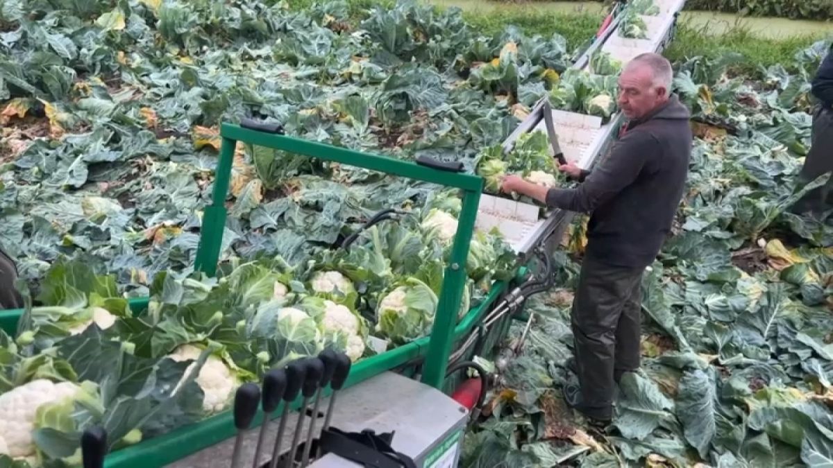 L'appel vibrant à soutenir le chou-fleur français face à une surproduction inquiétante