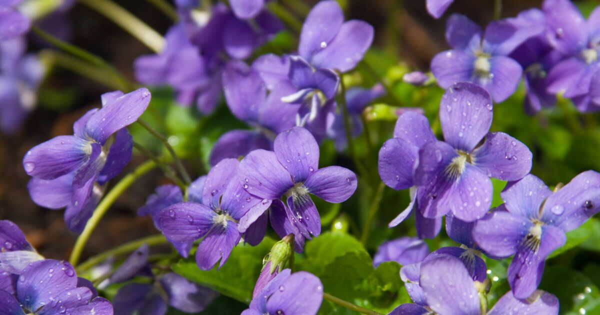 Les merveilles florales de la Côte d'Azur