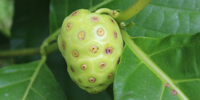 Le jus de noni : mythe ou remède miracle contre le cancer ?