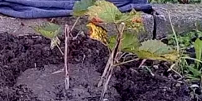 Cultivez vos propres groseilliers : guide pratique pour des boutures réussies