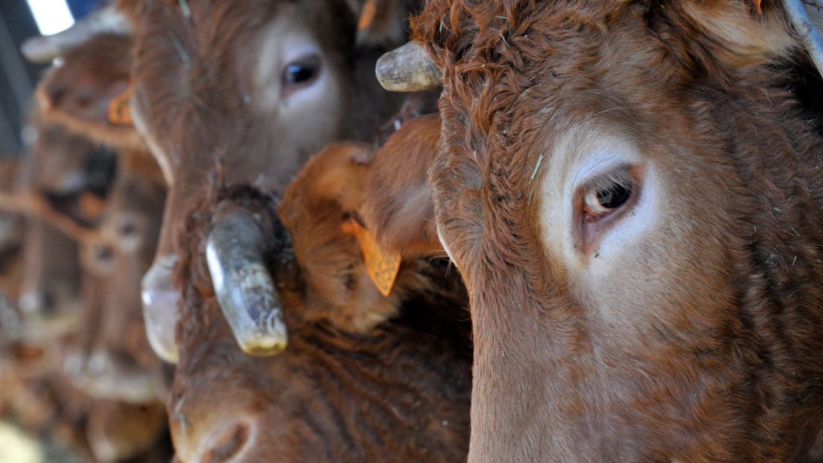 La lutte contre la dermatose nodulaire contagieuse : le gouvernement réagit