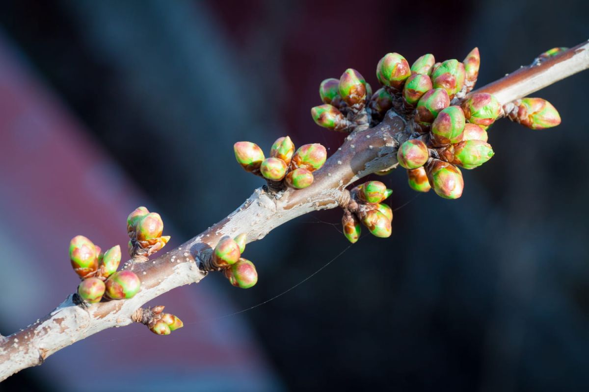 La lune rousse : un défi pour vos plantes au printemps