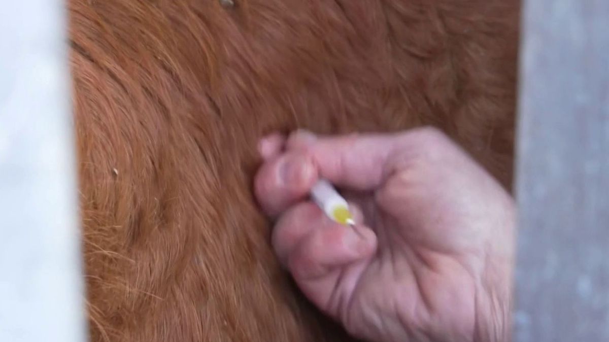 La lutte contre la dermatose nodulaire : vaccination urgente en Ariège