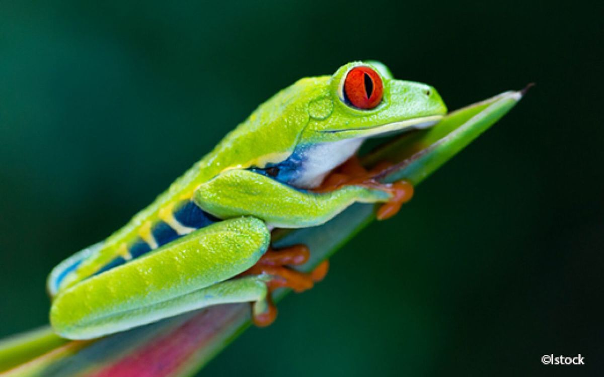 les mystères fascinants des super-pouvoirs de la nature