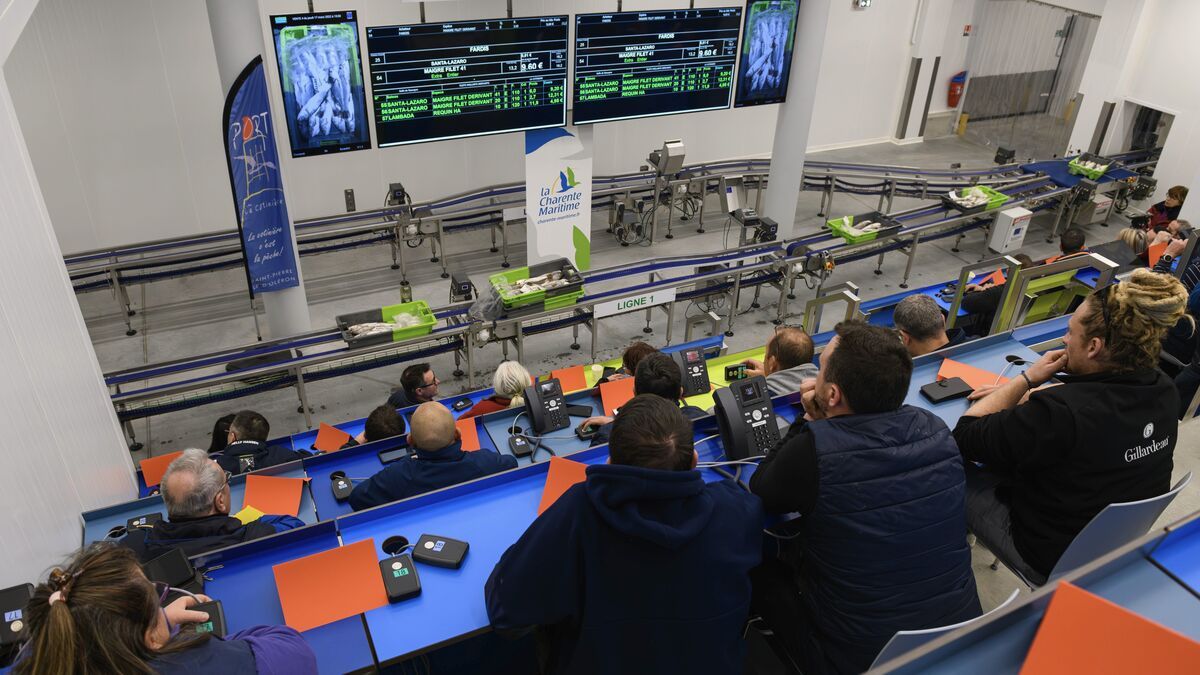 Découvrez la criée de la Cotinière pendant les fêtes : un voyage au cœur de l'univers maritime