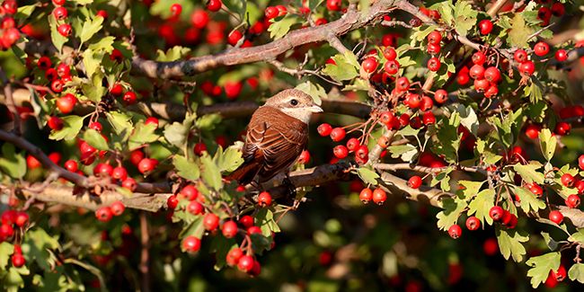 Redécouvrir les haies : une oasis de biodiversité dans nos jardins