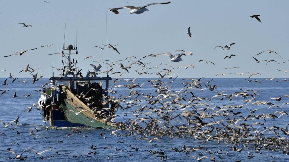 Les défis de la pêche bretonne : vers une révolution bleue à l'horizon