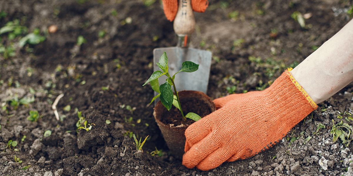 Le mois de juin : un levier pour votre potager