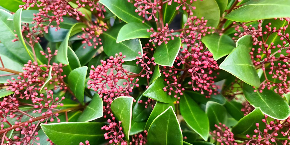 Le skimmia du Japon : un arbuste aux multiples atouts