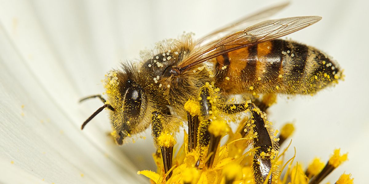 Fleurs à planter pour attirer les abeilles