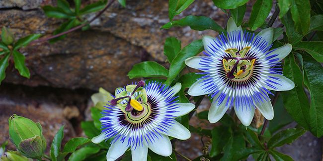 La passiflore bleue : une plante grimpante fascinante