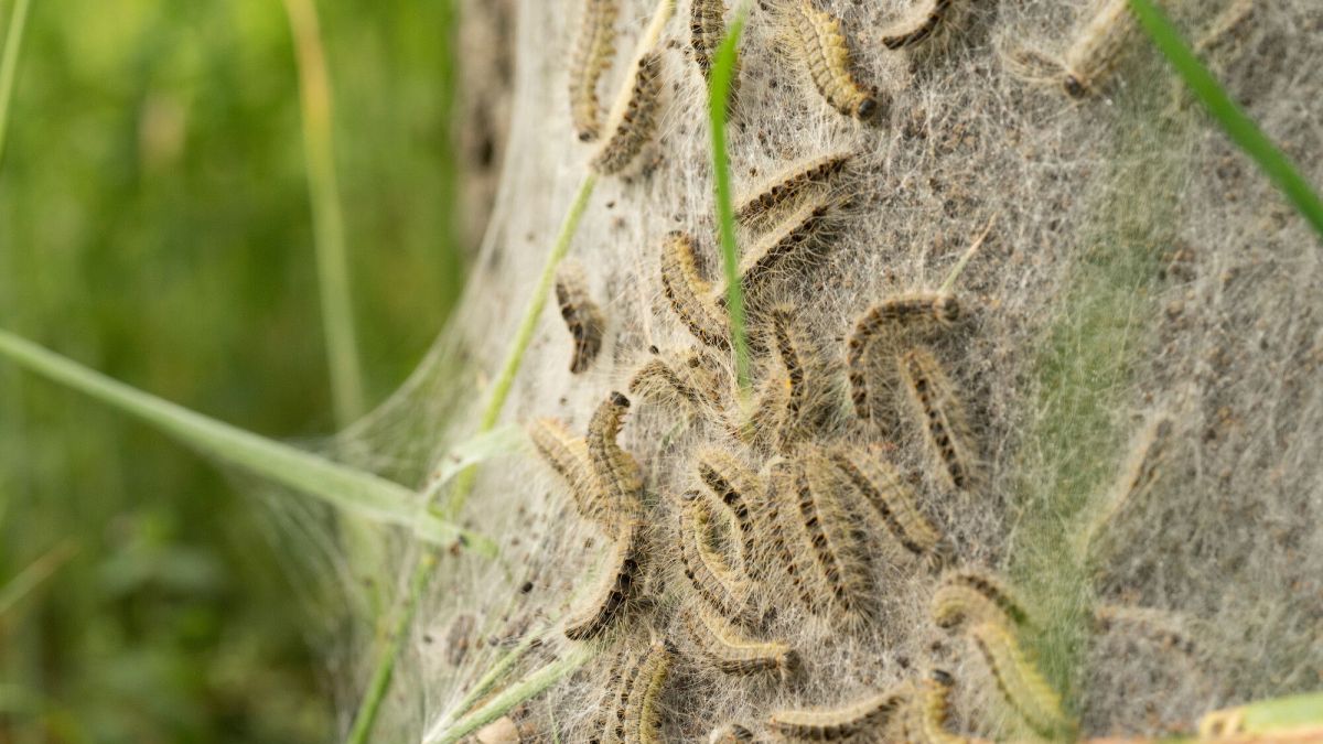 Attirez un allié à plumes dans votre jardin contre les chenilles processionnaires