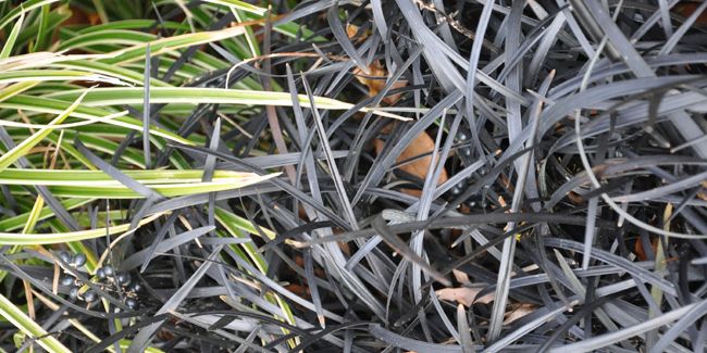 La barbe de serpent : un bijou botanique à découvrir