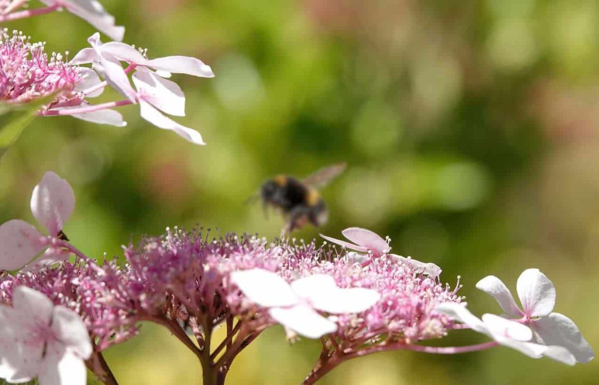 Pourquoi le bourdon est un allié précieux au jardin