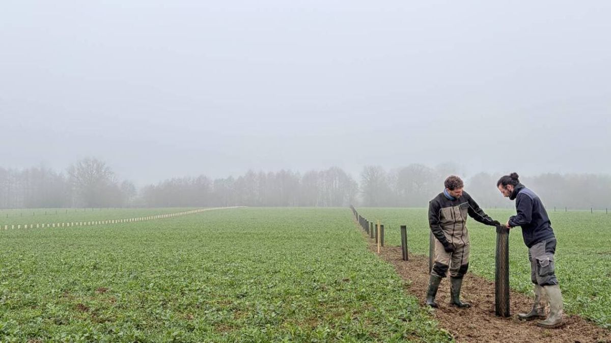 Un agriculteur innovant allie arbres et cultures en Mayenne