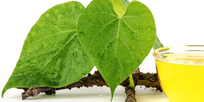 Le guduchi : l'herbe sacrée qui booste votre immunité