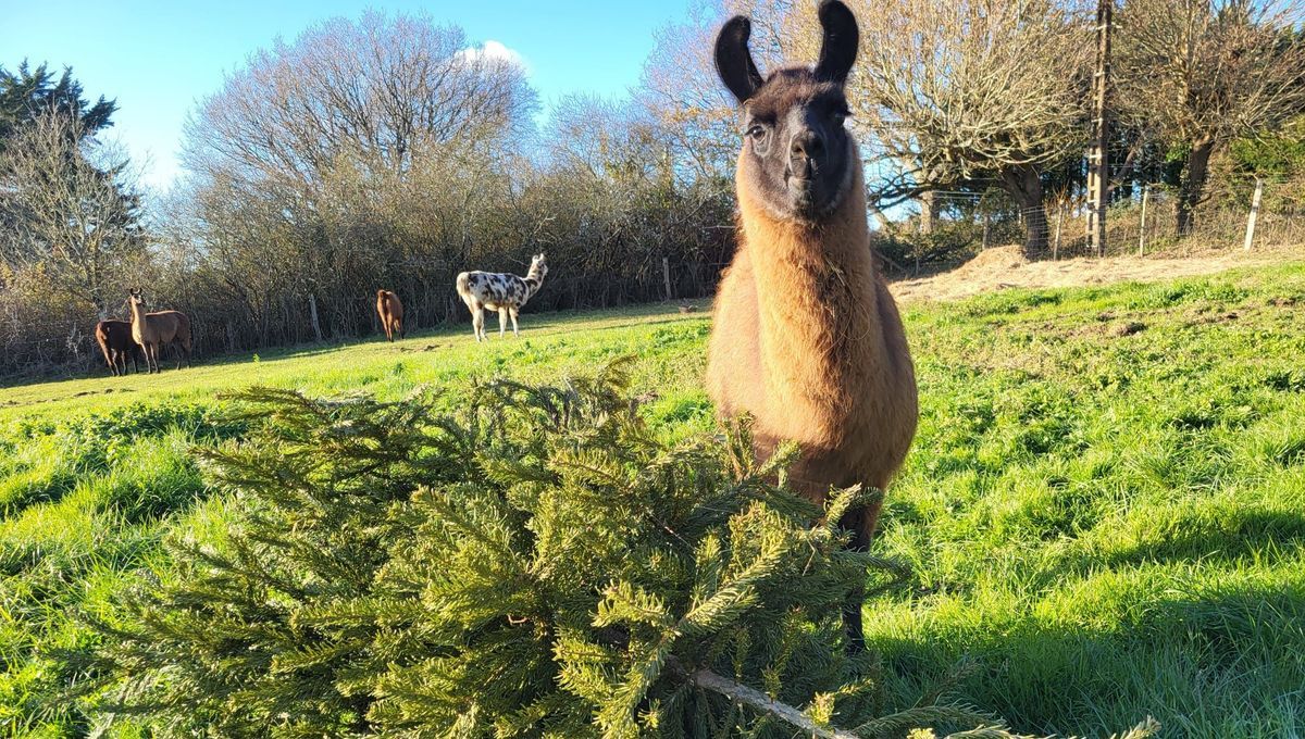 Des sapins de Noël recyclés pour nourrir les lamas en Loire-Atlantique