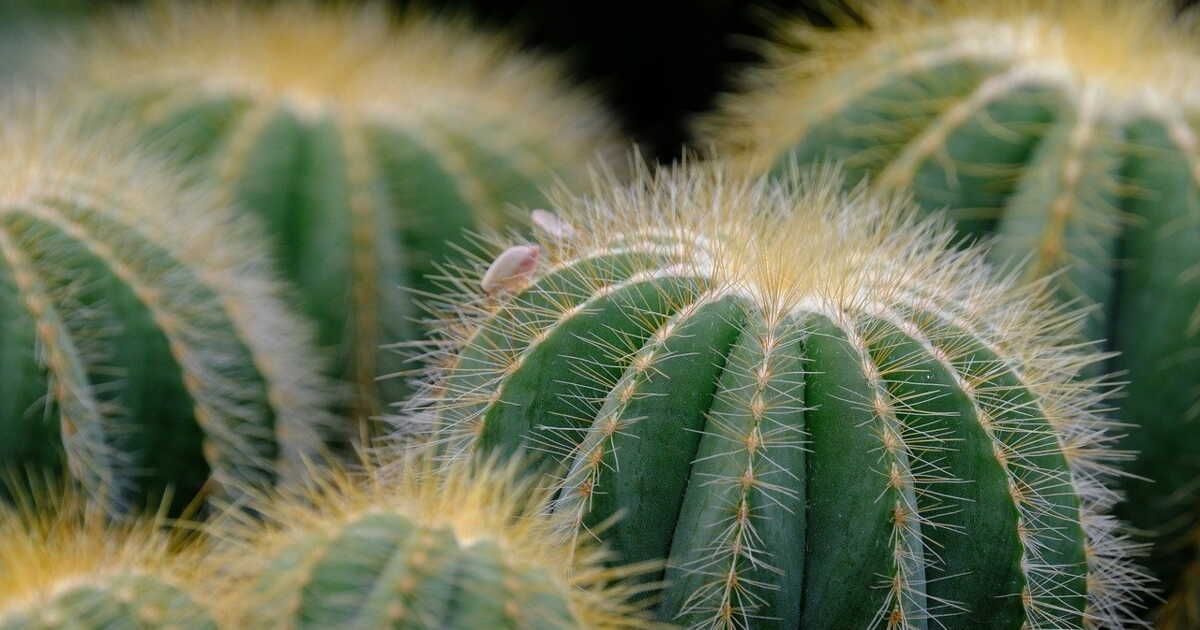 Comment réussir vos boutures de cactus ?