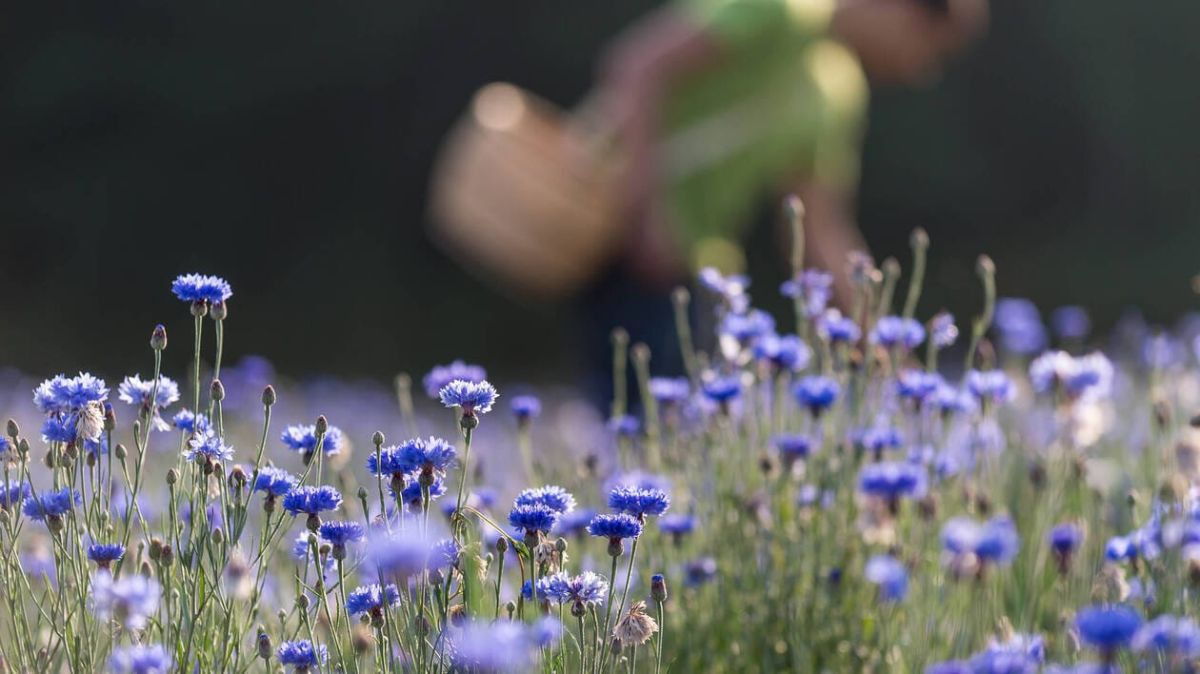 Yves Rocher dévoile sa stratégie audacieuse pour un avenir durable en Bretagne