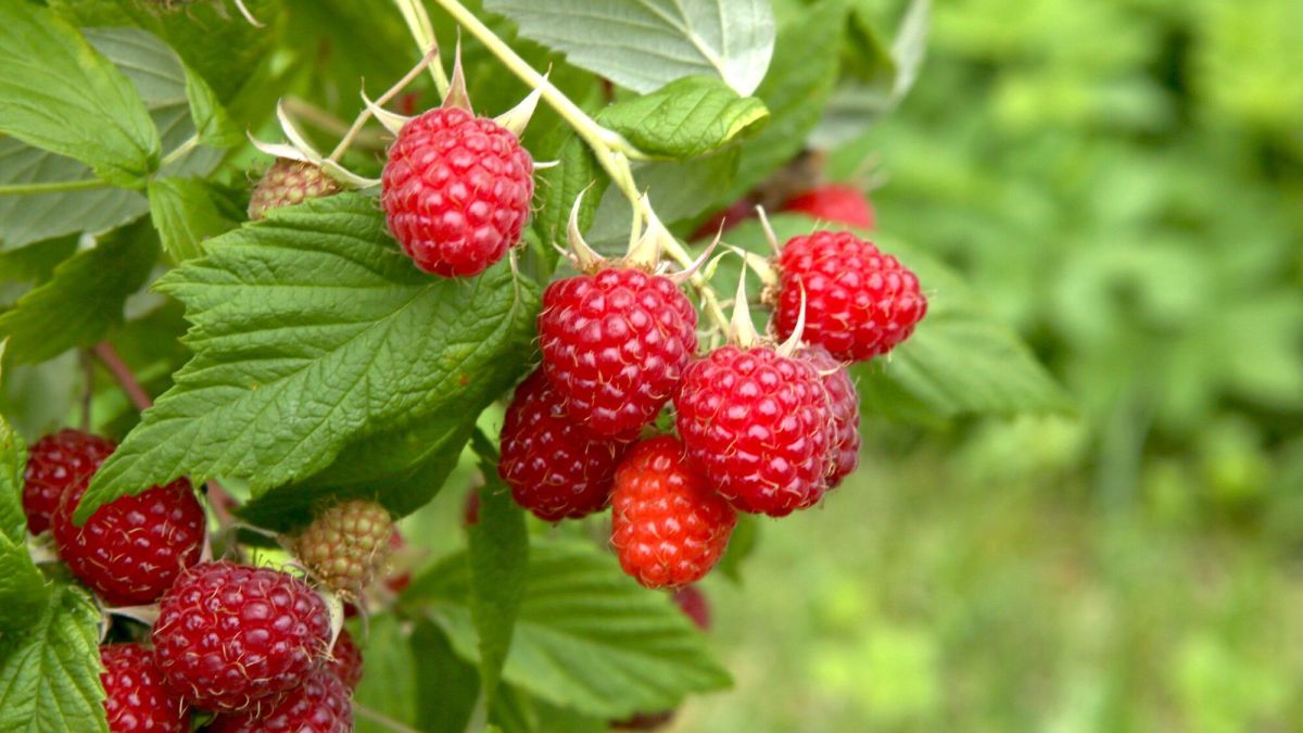 Cultivez des baies délicieuses pour un jardin gourmand