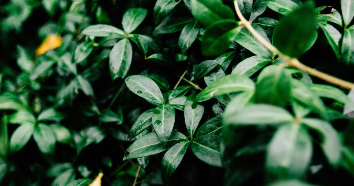 Renaître après les vacances : redonnez vie à vos plantes