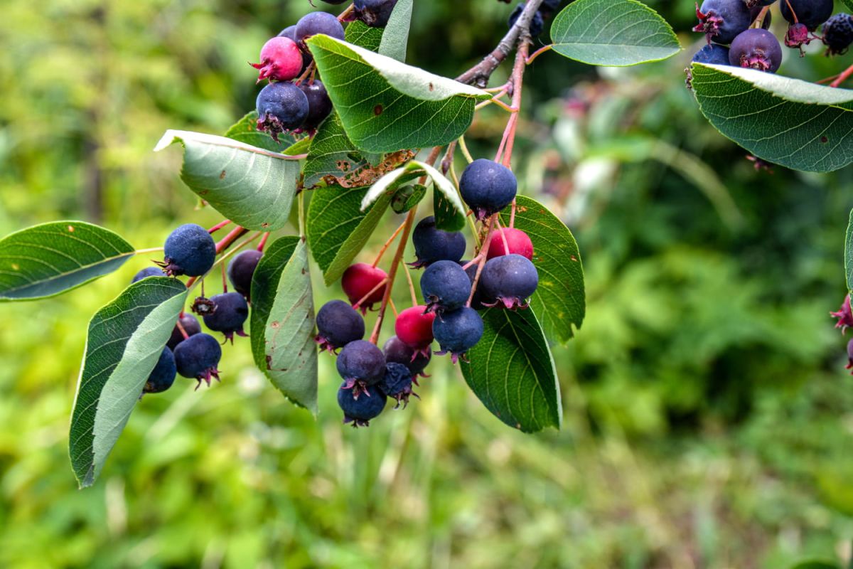 Les merveilles de l'amélanchier : un arbuste fleuri et comestible