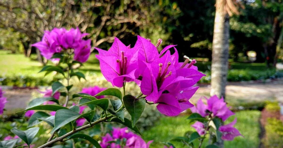 Un jardin fleuri sans effort