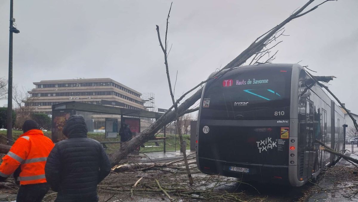 La tempête Goretti frappe le Pays Basque : des arbres tombés et des perturbations majeures
