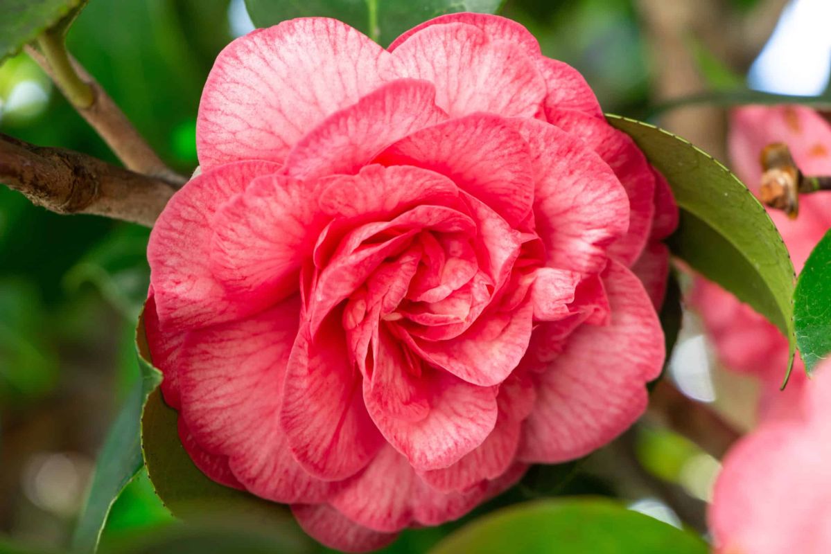 Réussir le bouturage des camélias en juillet : notre guide infaillible