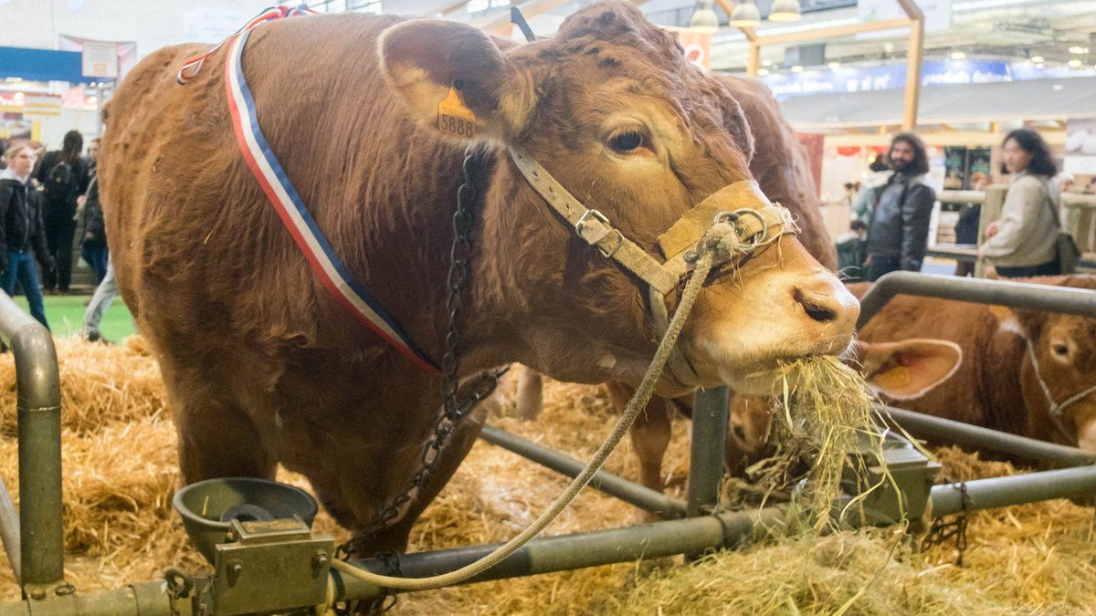 Une innovation tragique : pas de bovins au salon de l'agriculture 2026