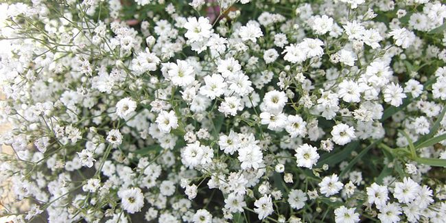 Gypsophile : ces fleurs éthérées qui embellissent vos bouquets