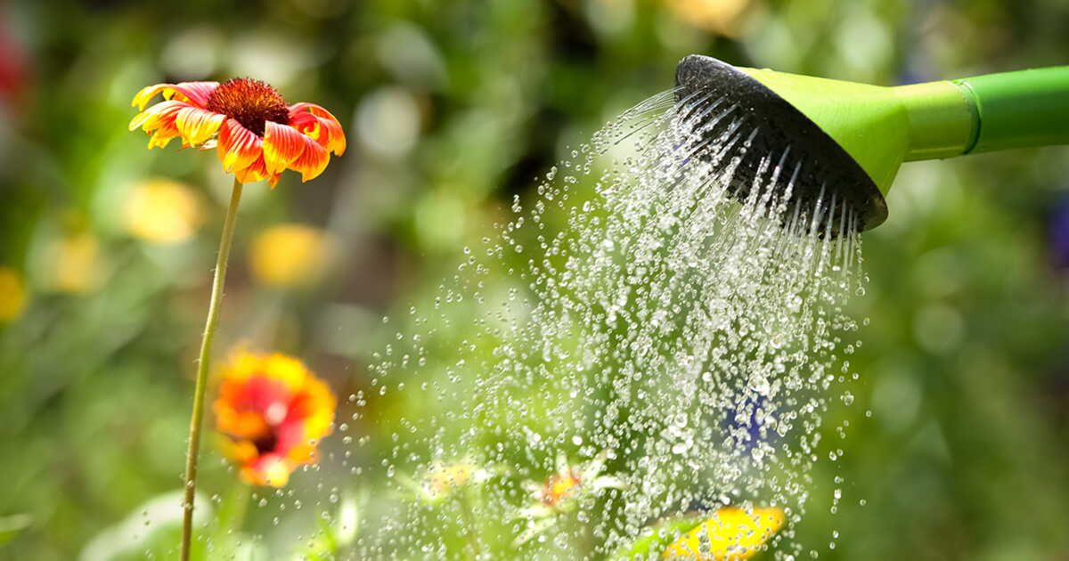 L'art d'arroser son jardin : guide pratique pour un été florissant