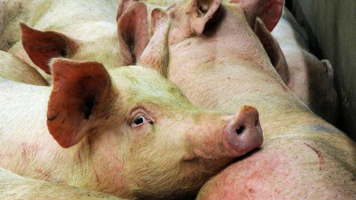 Langoat en lutte contre l'extension d'un élevage porcin controversé