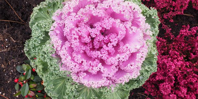 Les incontournables du jardinage en hiver : conseils et inspirations