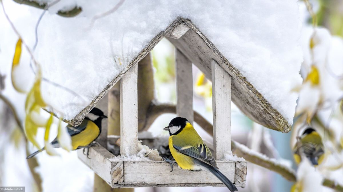 Les astuces pour nourrir les oiseaux cet hiver