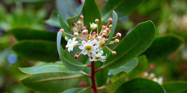 Drimys (Drimys winteri) : la cannelle de Magellan à découvrir