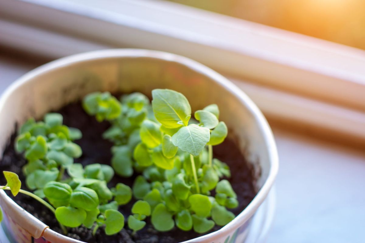 Comment semer du basilic avec succès ?