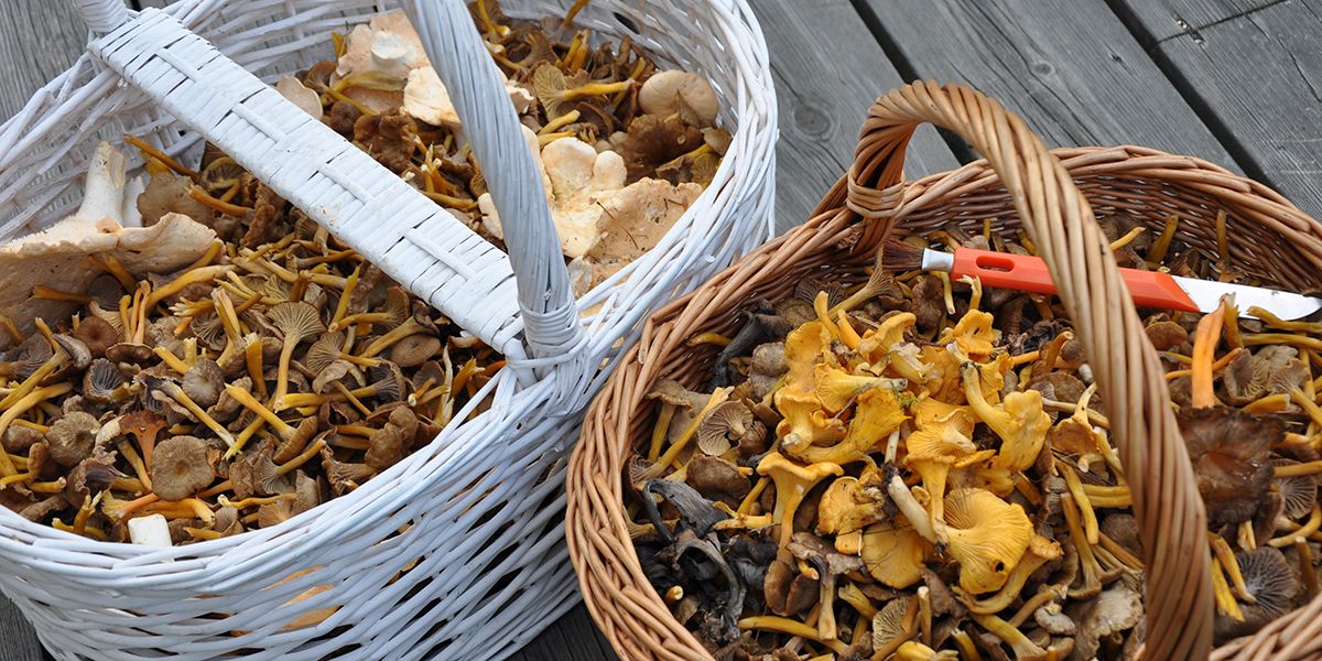 cueillir en toute sécurité : 12 champignons comestibles à reconnaître cet automne