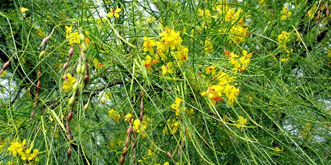 Épine de Jérusalem (Parkinsonia aculeata)