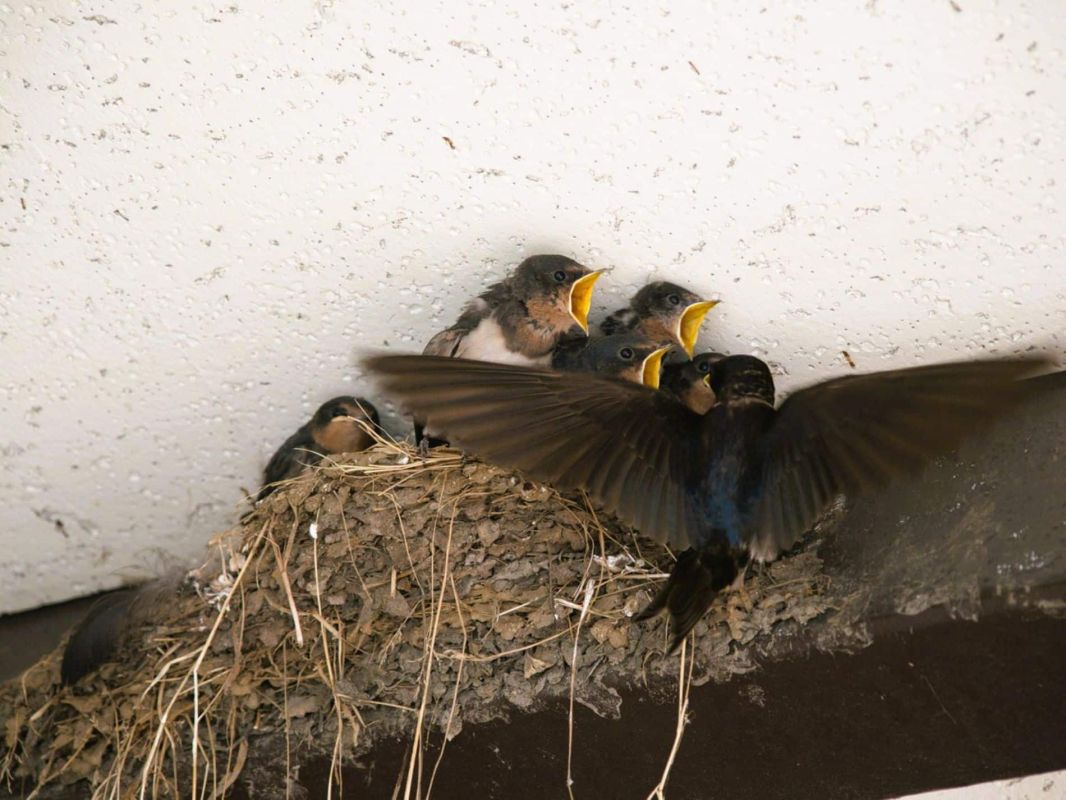Quand un oiseau s'installe chez vous : conseils pratiques et pièges à éviter